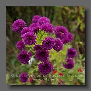 Aster (le jardin de la poterie Hillen) www.poterie.fr